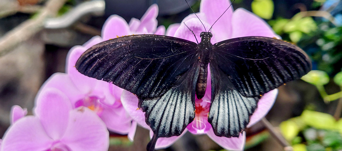 Černý motýl s roztaženými křídly na orchideji v Papilonia Lipno